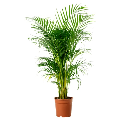CHRYSALIDOCARPUS LUTESCENS Tumbuhan berpasu, Palma Areca, 24 cm