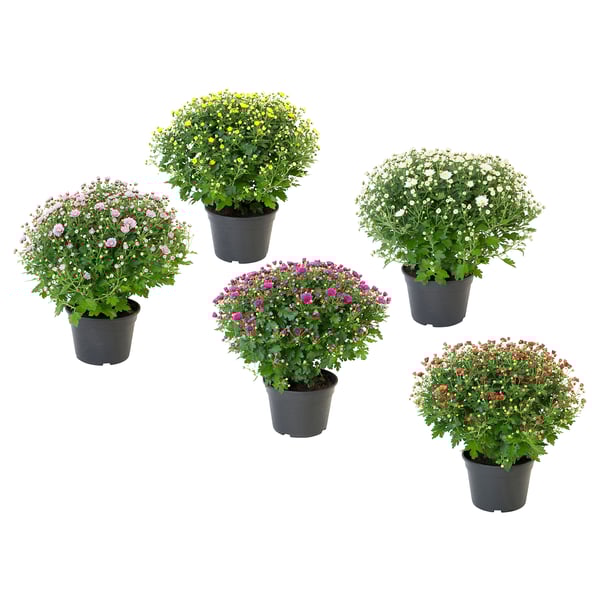 CHRYSANTHEMUM Tumbuhan berpasu, Bunga Kekwa, 15 cm