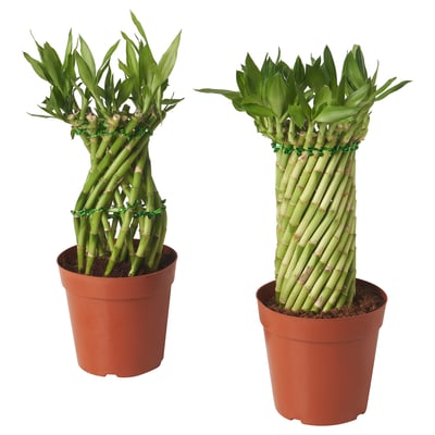 DRACAENA LUCKY BAMBOO Tumbuhan berpasu