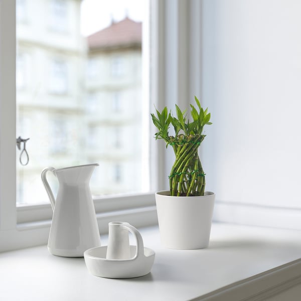 DRACAENA LUCKY BAMBOO Tumbuhan berpasu