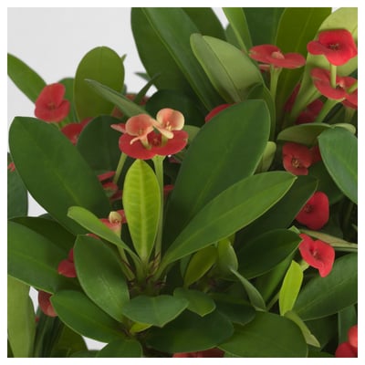 EUPHORBIA MILII Tumbuhan berpasu