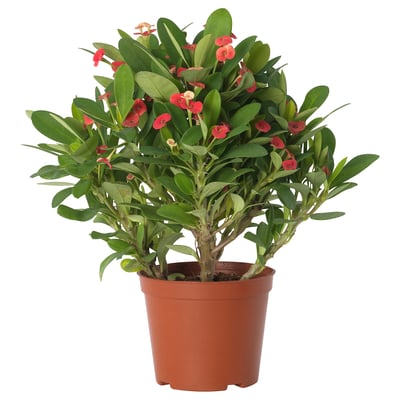 EUPHORBIA MILII Tumbuhan berpasu