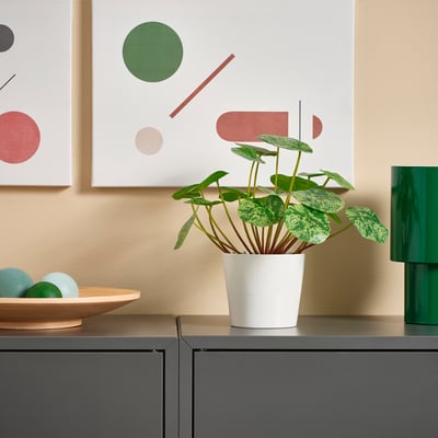 FEJKA Pokok tiruan berpasu, dalam/luar Pilea, 9 cm