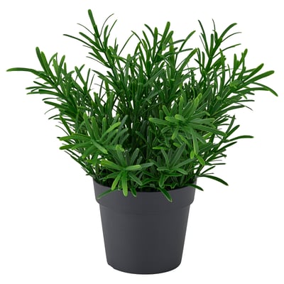 FEJKA Pokok tiruan berpasu, dalam/luar/Rosemary, 9 cm