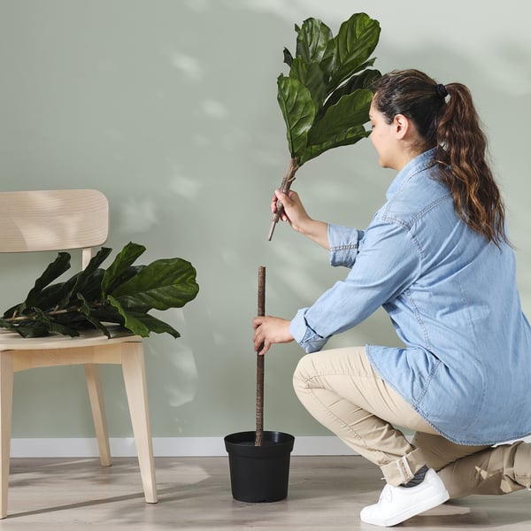 FEJKA Tanaman tiruan berpasu, dalam/luar ara daun rebab, 19 cm