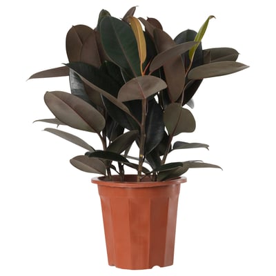 FICUS ELASTICA Tumbuhan berpasu, 27 cm