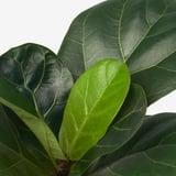 FICUS LYRATA Tumbuhan berpasu, ara daun rebab, 19 cm