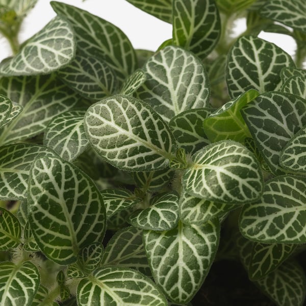 FITTONIA Tumbuhan berpasu, pokok mozek pelbagai, 9 cm