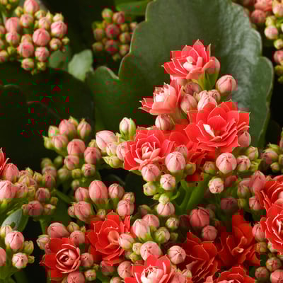 KALANCHOE Tumbuhan berpasu, Flaming Katy, 12 cm