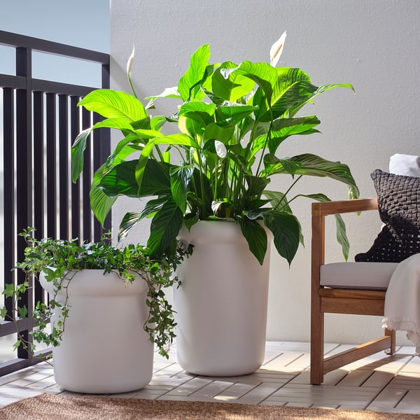 MÅBÄRSBUSKE Pasu, luar rumah/putih pudar, 31 cm