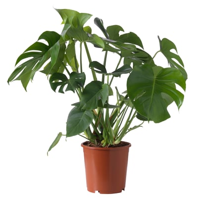 MONSTERA DELICIOSA Tumbuhan berpasu, Pokok keju Swiss, 24 cm