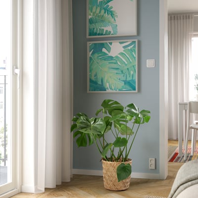 MONSTERA DELICIOSA Tumbuhan berpasu, Pokok keju Swiss, 24 cm