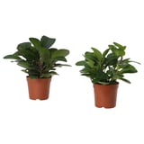 PEPEROMIA Tumbuhan berpasu, pelbagai, 12 cm
