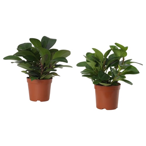 PEPEROMIA Tumbuhan berpasu, pelbagai, 12 cm