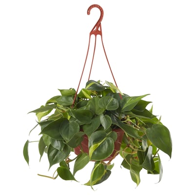 PHILODENDRON Pokok gantung, Heartleaf philodendron pelbagai, 17 cm