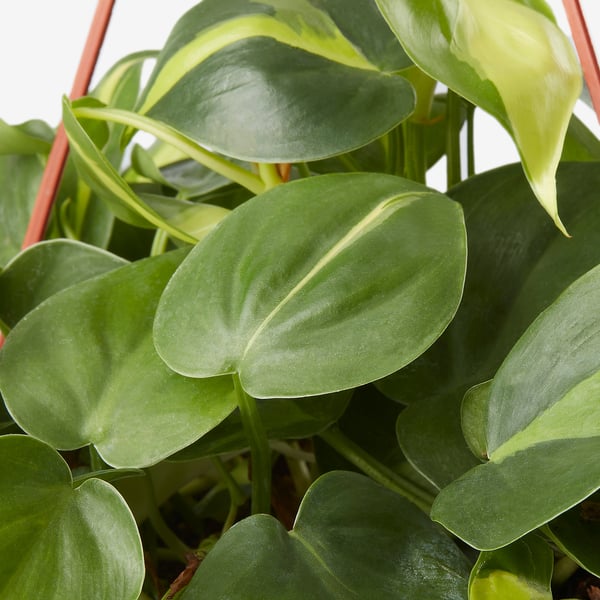 PHILODENDRON Pokok gantung, Heartleaf philodendron pelbagai, 17 cm