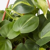 PHILODENDRON Pokok gantung, Heartleaf philodendron pelbagai, 17 cm