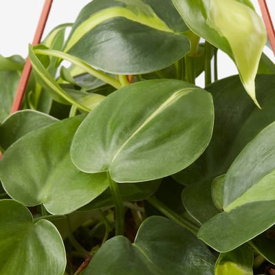 PHILODENDRON Pokok gantung, Heartleaf philodendron pelbagai, 17 cm