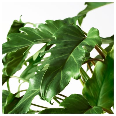 PHILODENDRON XANADU Tumbuhan berpasu, Winterbourn, 15 cm
