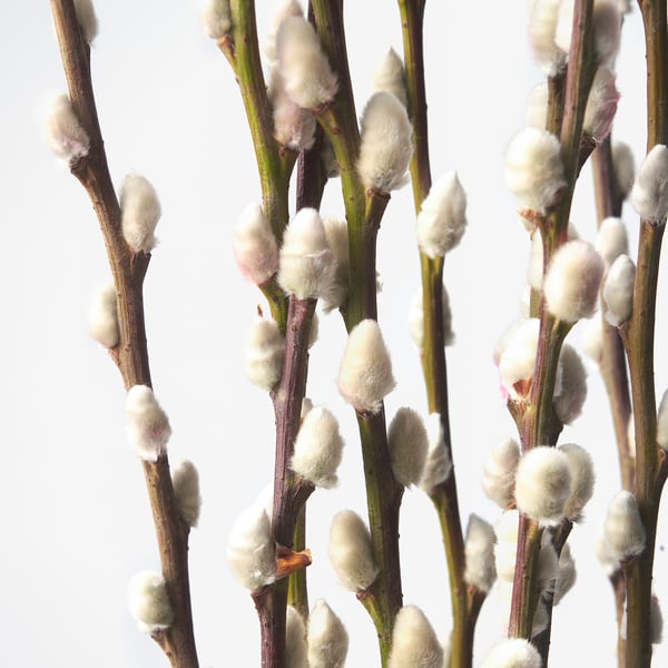 SALIX CAPREA Tumbuhan