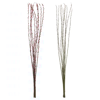 SALIX CAPREA Tumbuhan