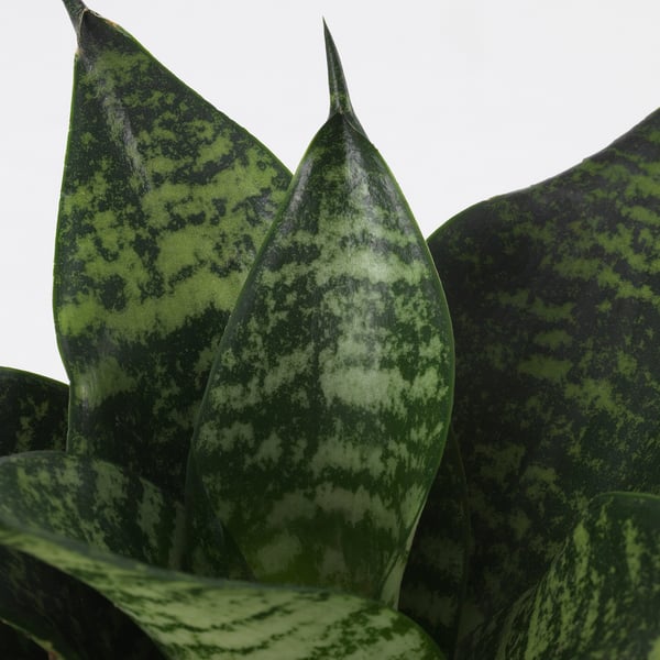 SANSEVIERIA HAHNII Tumbuhan berpasu, pelbagai Pokok sarang burung, 9 cm