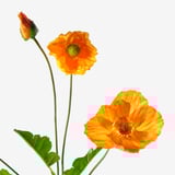 SMYCKA Bunga tiruan, dalam/luar/Pokok Popi jingga, 60 cm