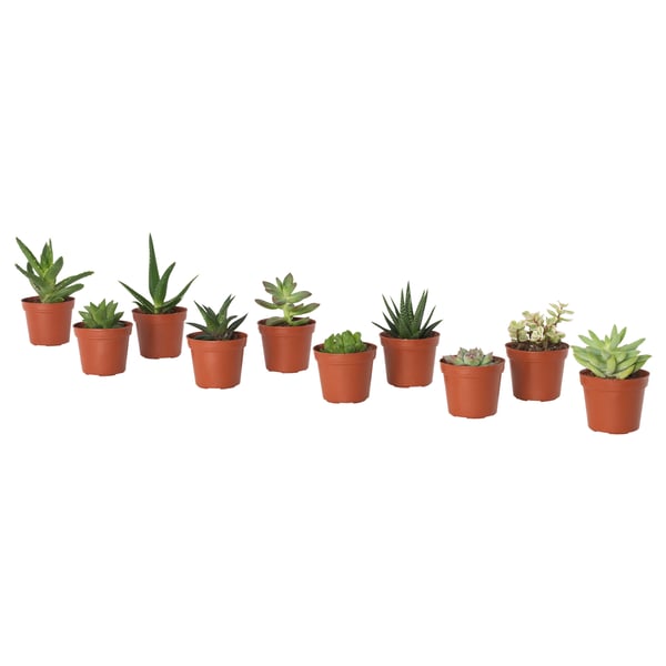 SUCCULENT Tumbuhan berpasu, pelbagai/Sukulen, 6 cm