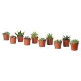 SUCCULENT Tumbuhan berpasu, pelbagai, 9 cm