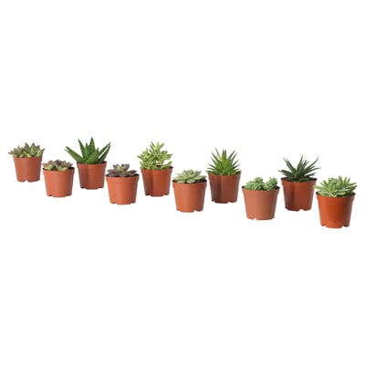 SUCCULENT Tumbuhan berpasu, pelbagai, 9 cm