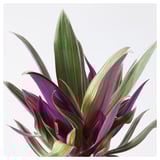 TRADESCANTIA SPATHACEA Tumbuhan berpasu, oyster plant, 12 cm