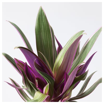 TRADESCANTIA SPATHACEA Tumbuhan berpasu, oyster plant, 12 cm