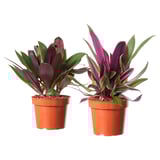 TRADESCANTIA SPATHACEA Tumbuhan berpasu, oyster plant, 12 cm