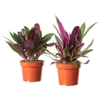TRADESCANTIA SPATHACEA Tumbuhan berpasu, oyster plant, 12 cm