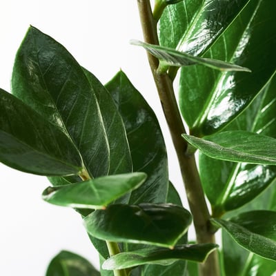 ZAMIOCULCAS Tumbuhan berpasu, Palma aroid, 17 cm