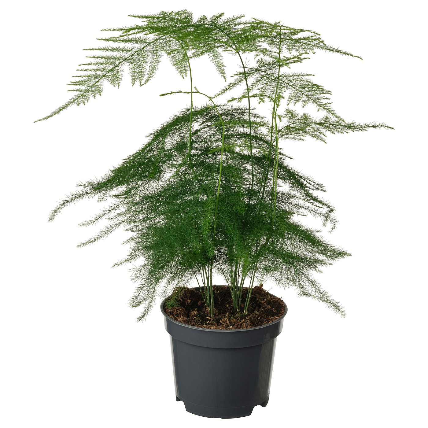 Green potted asparagus fern