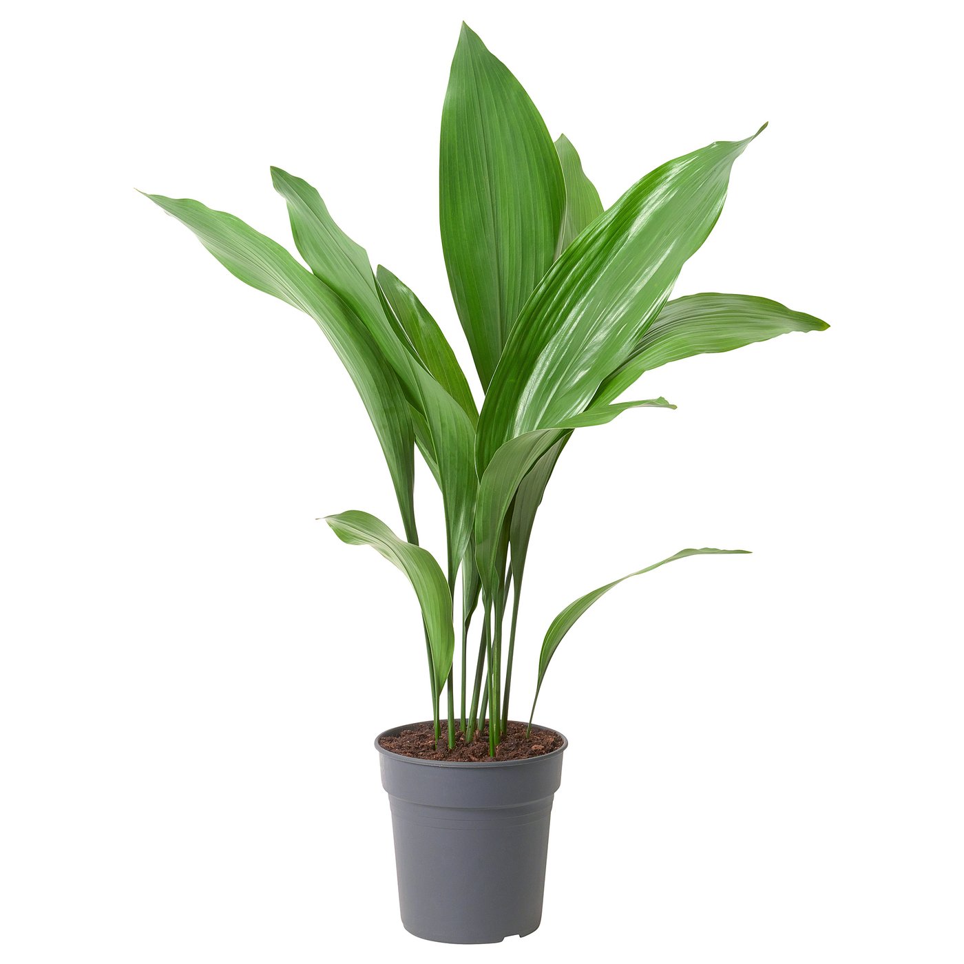 Potted plant, ASPIDISTRA ELATIOR, Cast iron plant, 17 cm IKEA