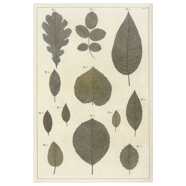 Botanical print showcasing leaf shapes and veins on off-white paper.