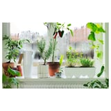 Window sill with various potted plants; white watering can for indoor gardening.