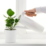 Pouring water from BITTERGURKA can into green plant on window sill