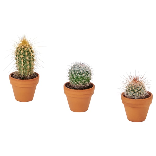 CACTACEAE Potted plant, mini/Cactus, 3.5 cm