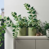 Two small green CHIAFRÖN pots with striped plants on shelf.