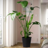 Potted plant by window