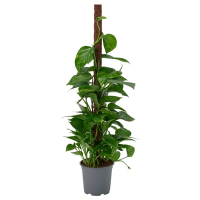 Grey-potted EPIPREMNUM with pole support.