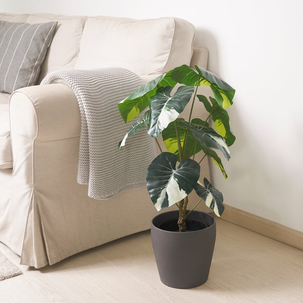 Artificial plant near beige couch with throw blanket.
