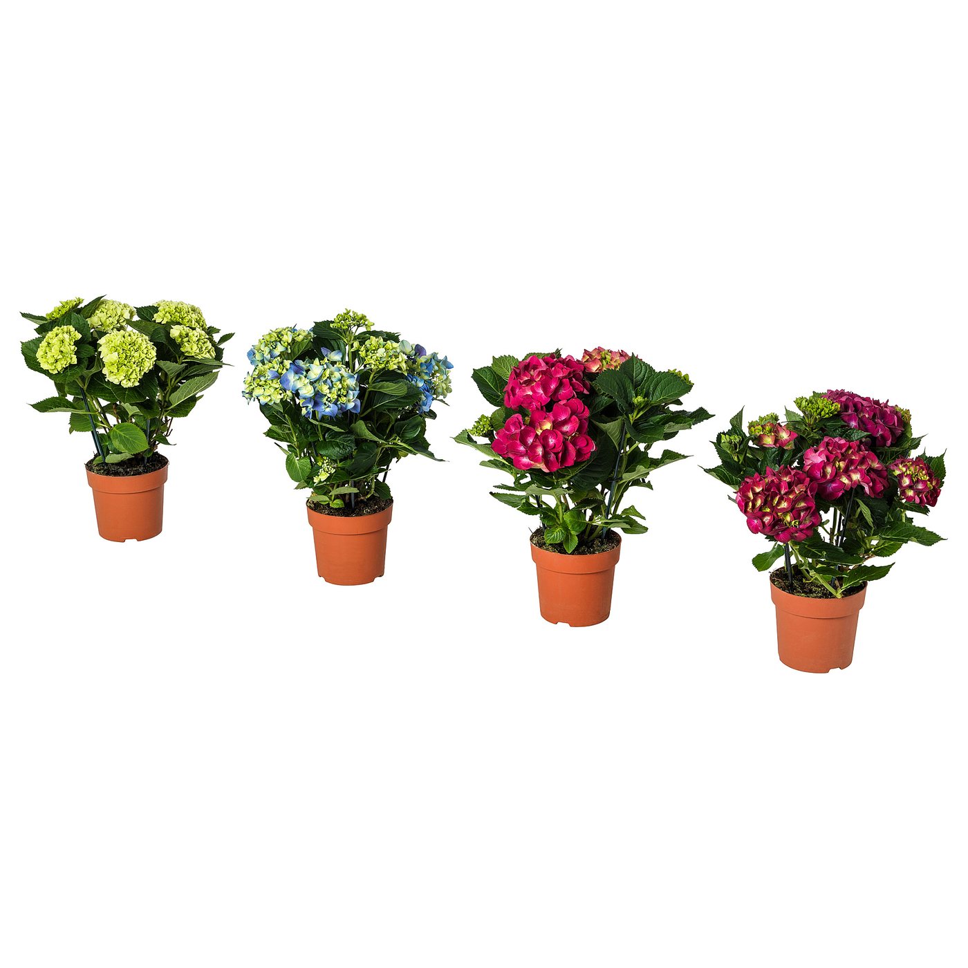 HYDRANGEA potted plant, Hydrangea assorted colours, 15 cm - IKEA