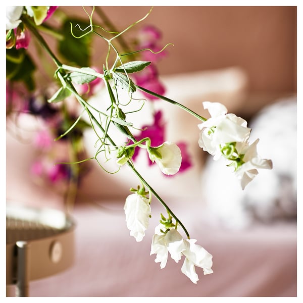 Close-up of white sweet pea flowers in a vase. Soft petals, green stems, gentle background. Light, fresh indoor decoration.