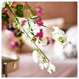 Close-up of white sweet pea flowers in a vase. Soft petals, green stems, gentle background. Light, fresh indoor decoration.