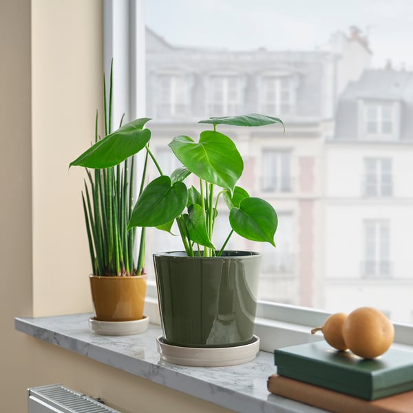 Green plants in varied pots on marble windowsill with books and lemons.