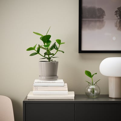 Modern room decor: plant, books, lamp